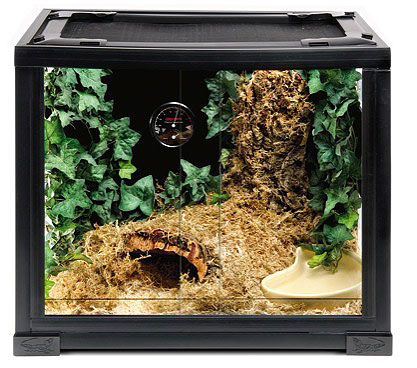 Komodo leopard hotsell gecko starter kit